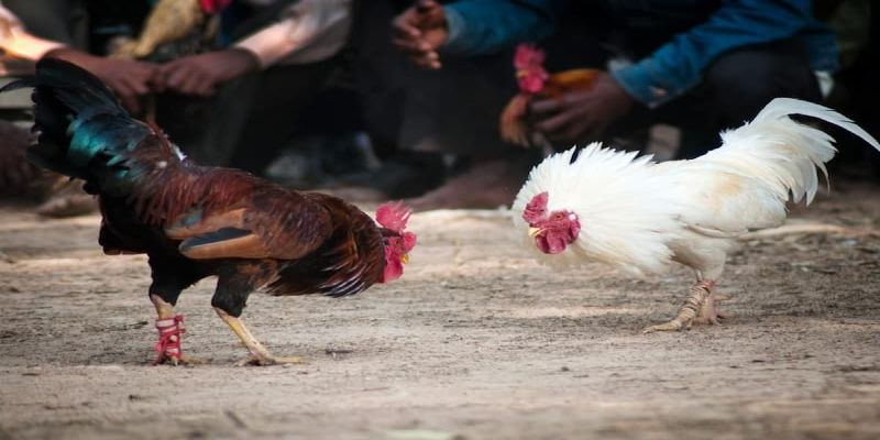 Đá gà Indonesia là gì?
